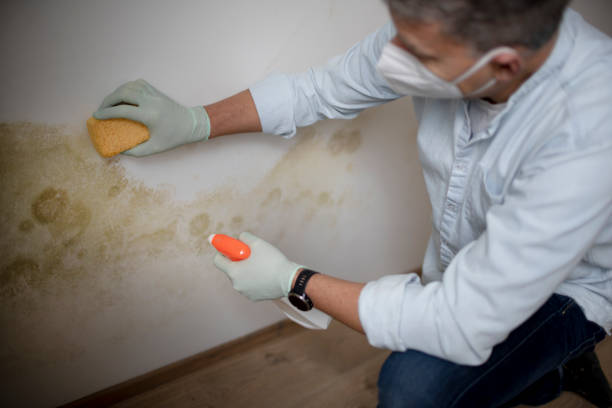 Trusted East Petersburg, PA Mold Remediation Experts